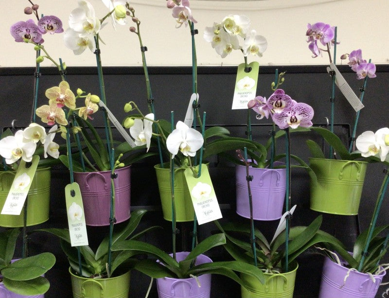 Single Phalenopsis Orchid, Plant