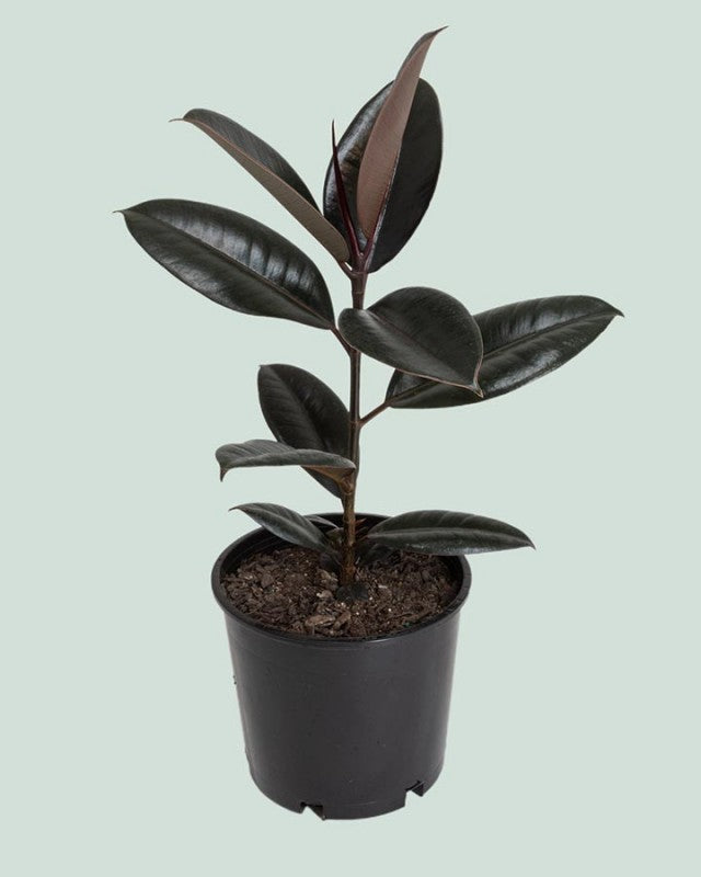 Ficus Burgundy, 15cm