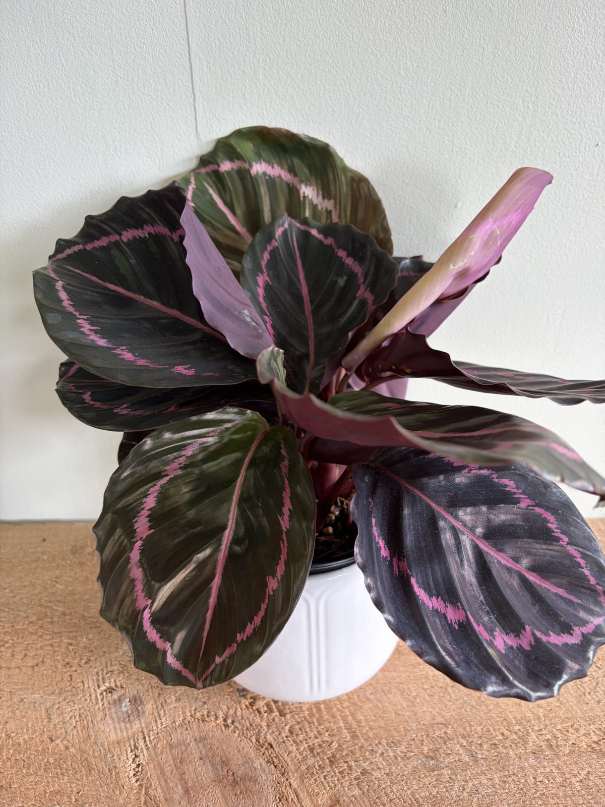 Calathea Dottie