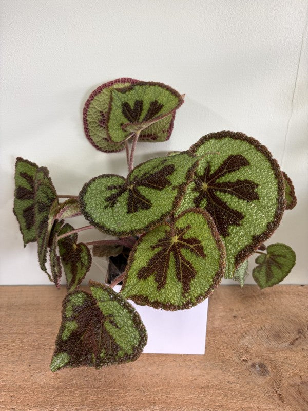 Begonia Mountain Potted Plant