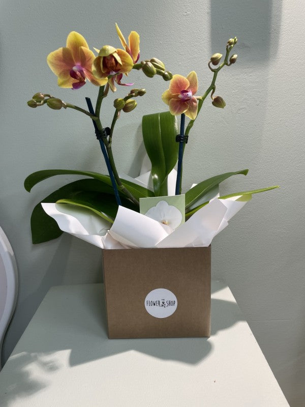 Mini Phalaenopsis Orchid