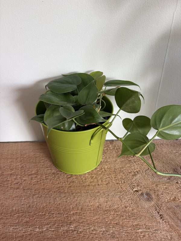 Philodendron Heart leaf