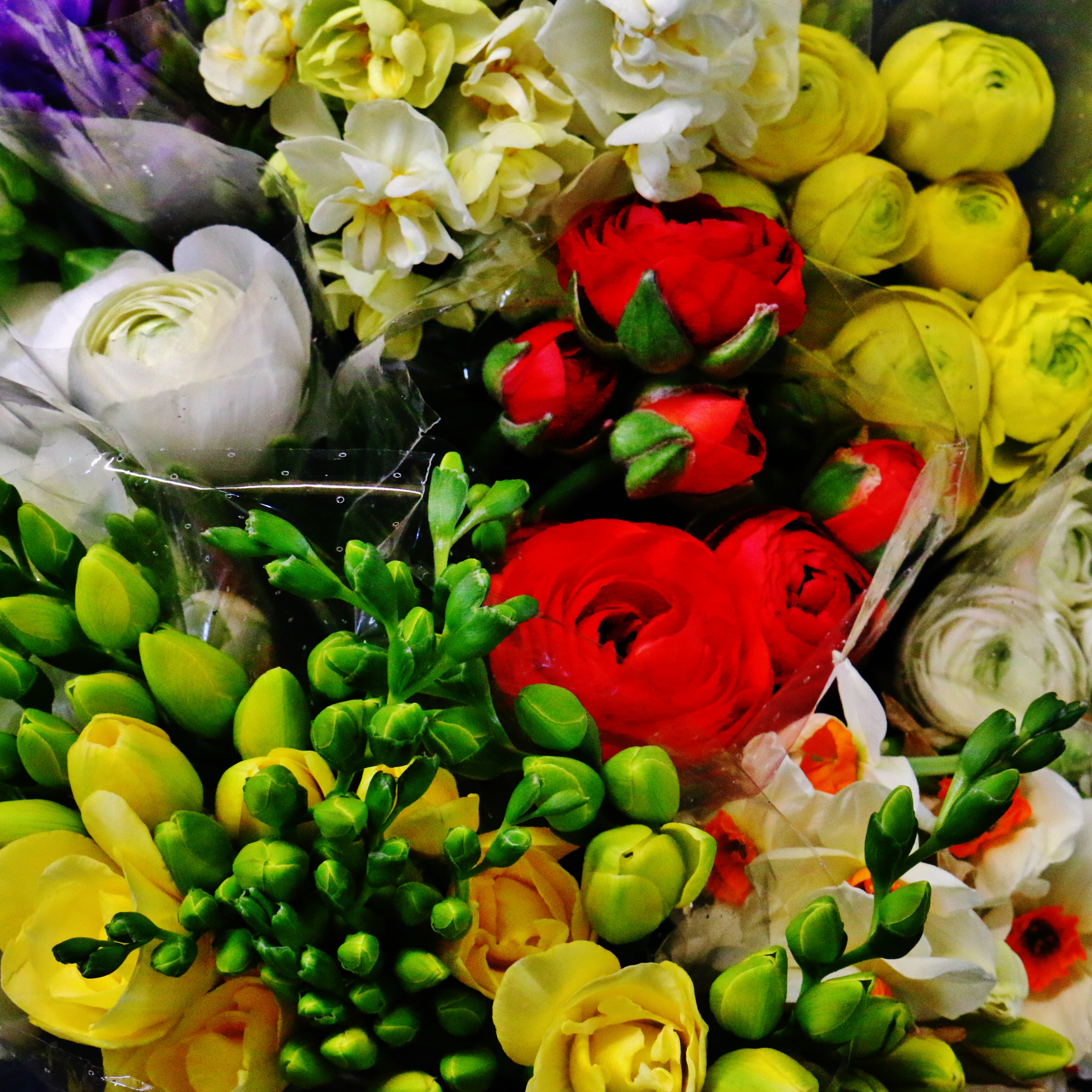 Roslyn Flowers Dunedin Best Flower Site