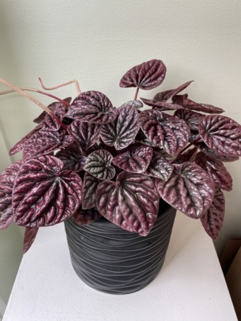 Peperomia caperata red