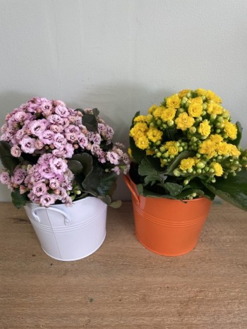 Flowering kalenchoe plant