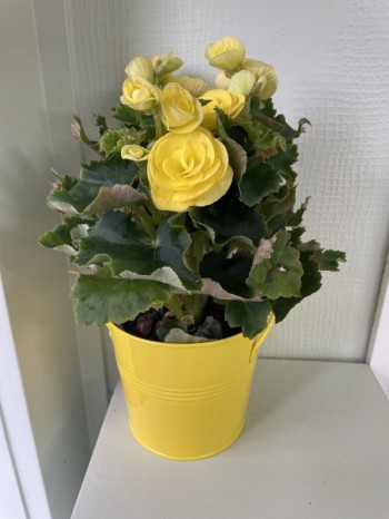 Begonia Elatior