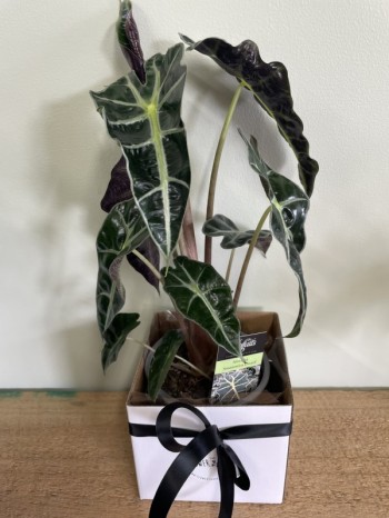 Alocasia Amazonica Dwarf