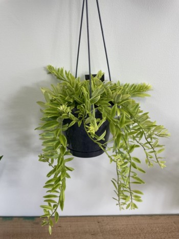 Columnea Arguta Variegated