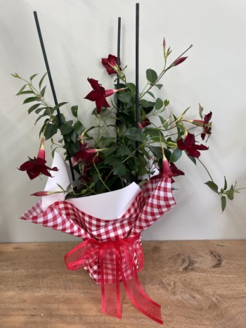 Mandevilla Forever Red