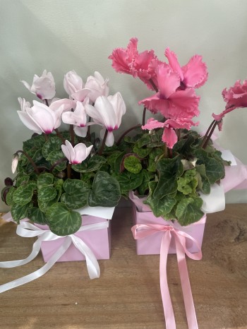 Potted Cyclamen