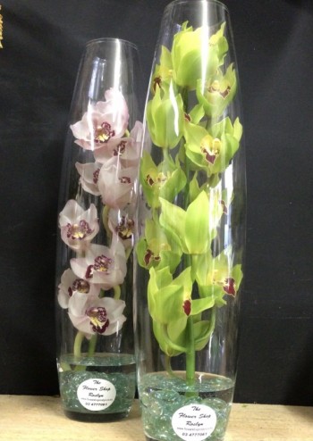 Orchid in vase